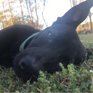 Meet your Posher, Dalton